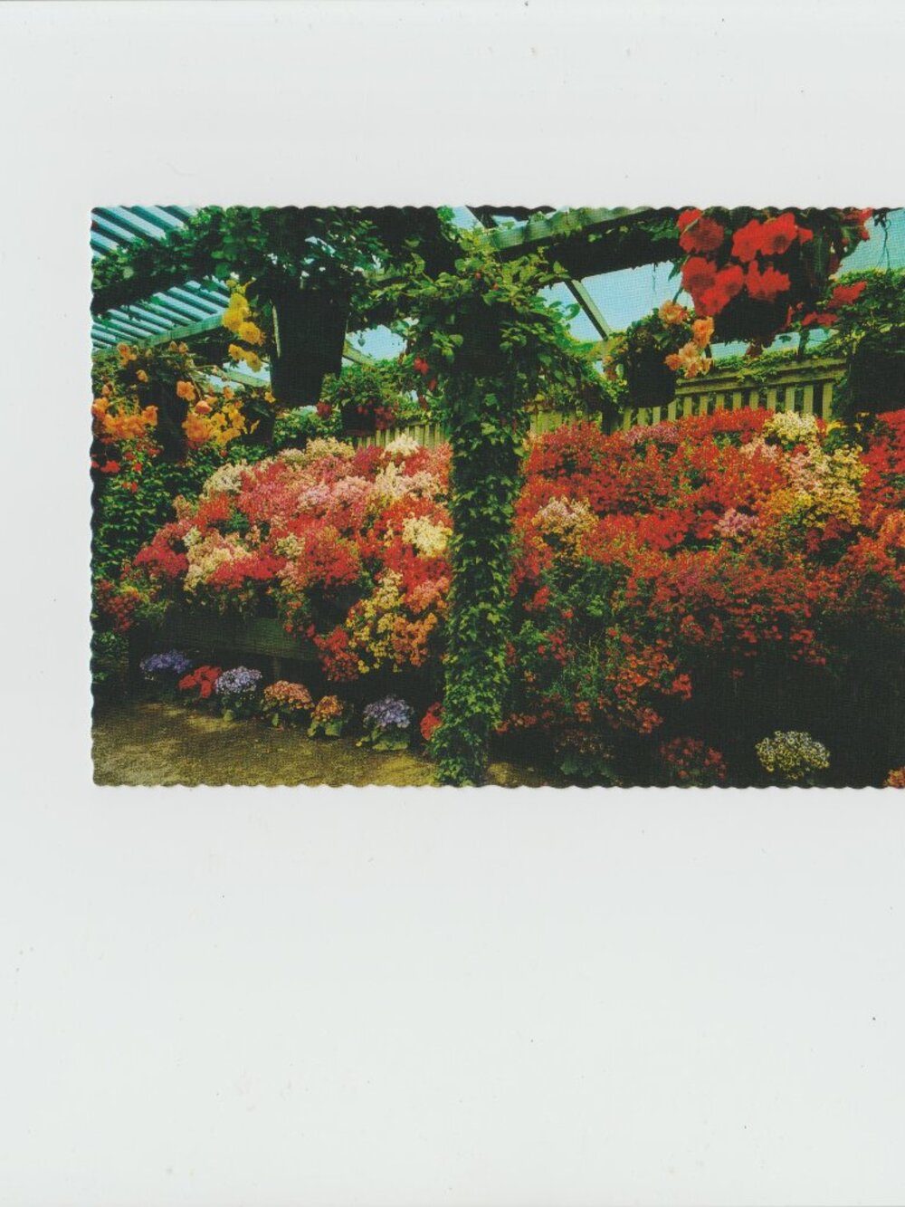 Vintage Postcard Schizanthus Flowers Butchart Gardens - Peacock Postcard